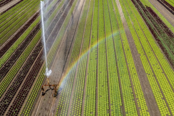 A field is artificially irrigated, water is sprayed onto the field via an irrigation system, field