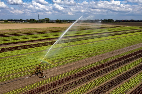 A field is artificially irrigated, water is sprayed onto the field via an irrigation system, field