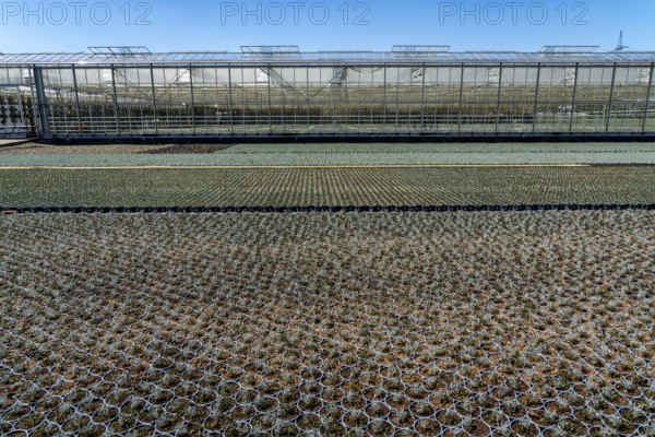 Horticultural business, greenhouse and open-air, various types of potted plants are grown here to
