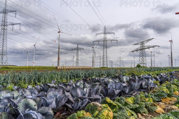 Wind farm, power line, high-voltage pylons, agriculture, fields, fields, east of Bad Wünnenberg,