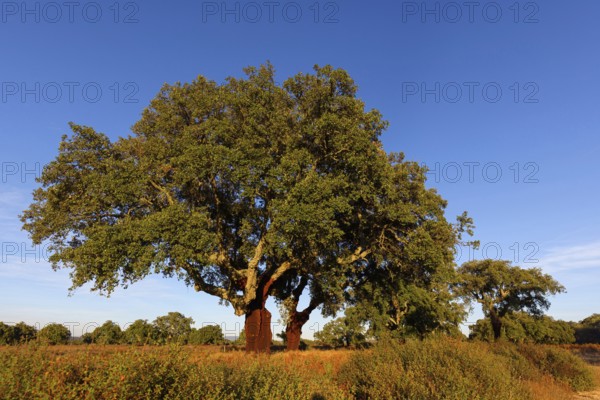 Landscape Spain, cork oak, Hides De Calera, Calera Y Chozas, Castilla La Mancha / Toledo, Spain,
