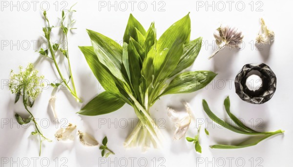 Various kitchen ingredients such as wild garlic and garlic scattered on a white background, wild
