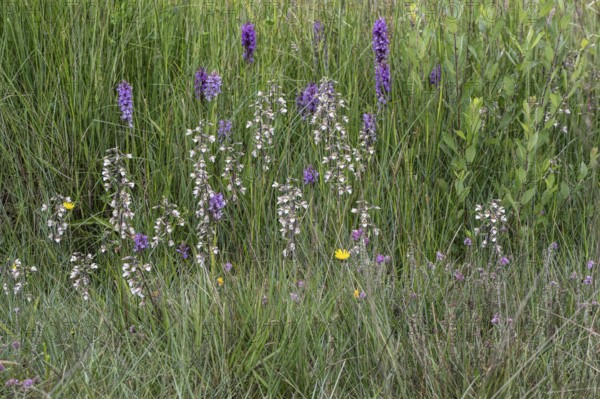 Marsh helleborine (Epipactis palustris) and Southern marsh orchid (Dactylorhiza praetermissa),