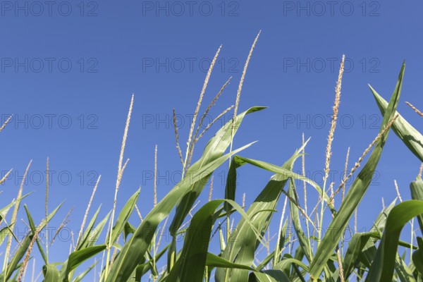 Symbolic image, renewable energies, maize plants, biogas plant, feed maize, detail, immature,