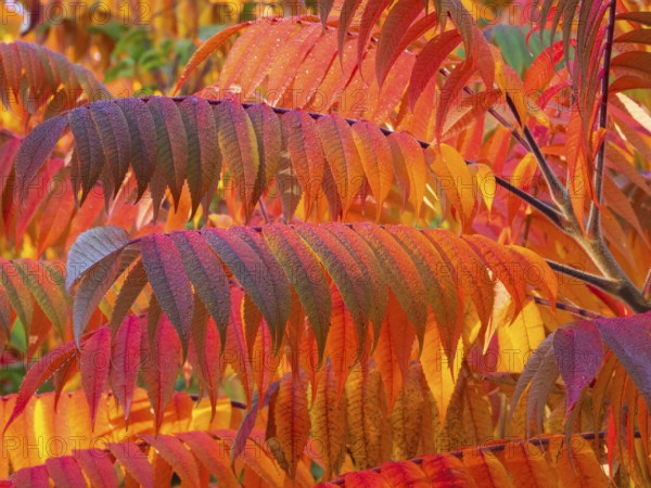 Stag's horn sumach (Rhus typhina), leaves in autumn colour, Hessen, Germany, Europe