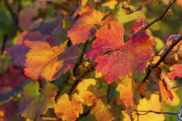 Colourful autumn leaves in bright shades of red and yellow on a vine in the sunlight,