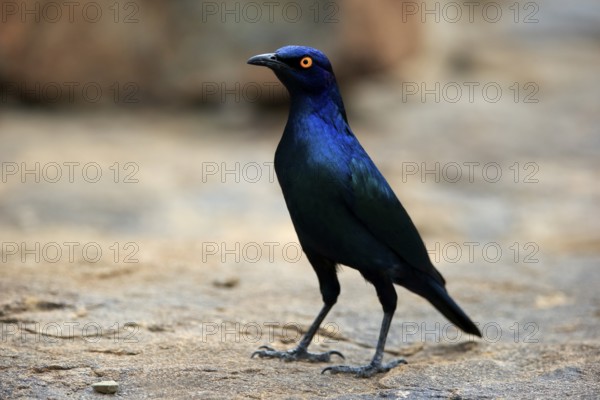 Red-shouldered Glossy Starling (Lamprotornis nitens), adult, foraging, alert, Mountain Zebra