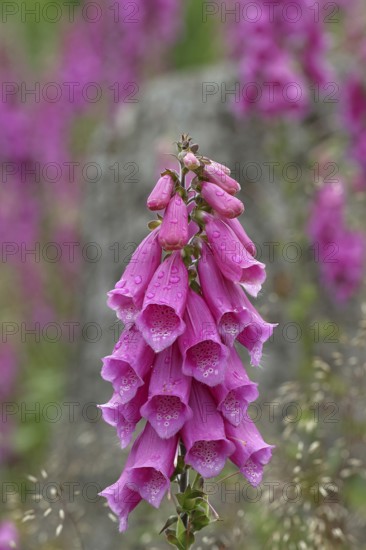 Common foxglove (Digitalis purpurea), flowers, from the plantain family, highly toxic, deadly