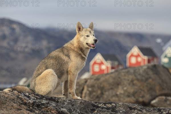Greenland dog, husky sitting on rocks in front of houses, Tasiilaq, East Greenland, Greenland,