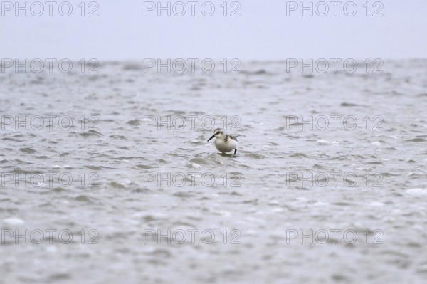 Sanderling Limikole, Usedom, September, Mecklenburg-Western Pomerania, Germany, Europe