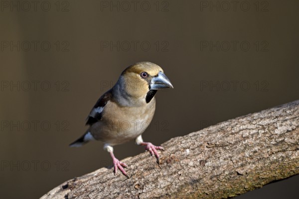 Hawfinch (Coccothraustes coccothraustes), female, Dingdener Heide nature reserve, North