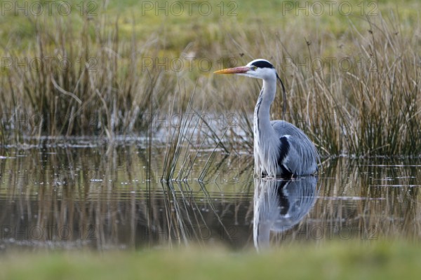 Grey heron (Ardea cinerea), hunting, in the water, Dingdener Heide nature reserve, North