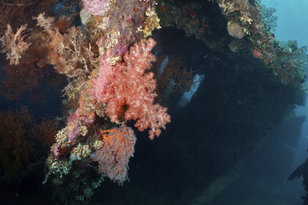 A shipwreck overgrown with colourful corals reveals the beauty of the underwater world, dive site