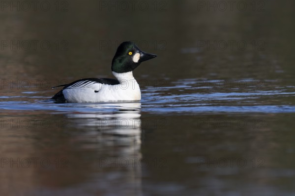 Common goldeneye (Bucephala clangula), Sweden, Europe
