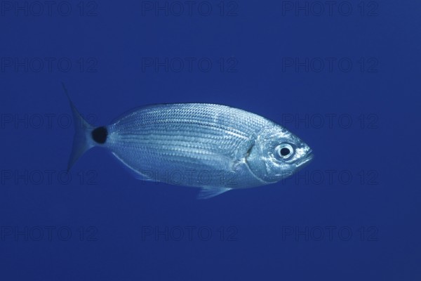 Banded seabream (Oblada melanura) in the Mediterranean Sea near Hyères, monochrome blue background,