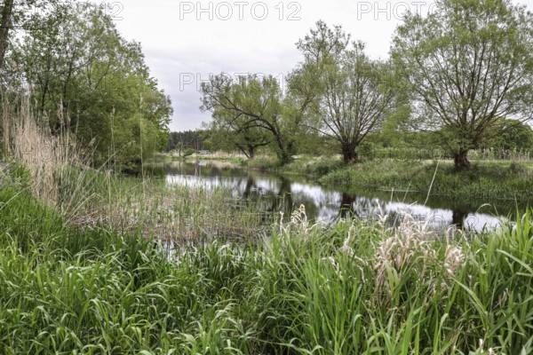 Unregulated natural course of the Spree, Mönchwinkel, 16 05 2023