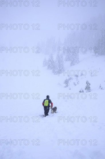 Winter onset, hike, alpine pasture, snow, dog, husky, mountains, September, snowfall, cold, summer