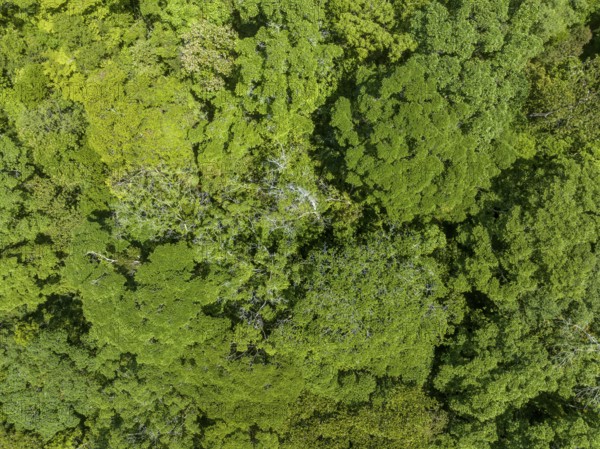 Top-Down, Rainforest, Osa Peninsula, Punterenas Province, Costa Rica, Central America