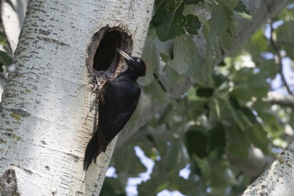 Black woodpecker (Dryocopus martius) in front of nesting cavity, Austria, Upper Austria, Europe