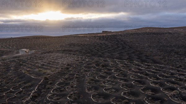 Grapevines growing in black volcanic soil in protected enclosed pits, La Geria, Lanzarote, Canary
