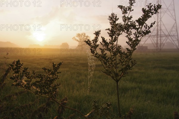 Landscape, Sunrise, Spider web, Nature, Atmospheric, Germany, Unspoilt nature with windmill in the