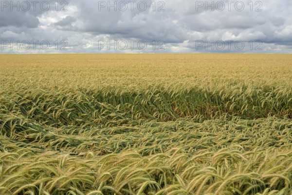 Cereal field, downed barley (Hordeum vulgare) after storm, crop failure, North Rhine-Westphalia,