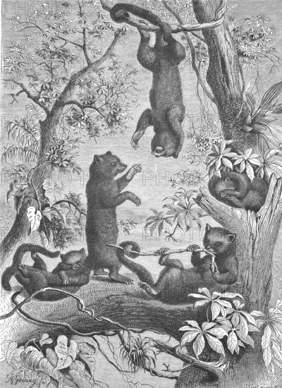 Wrap bears, Wrap bear, Potos flavus, a species of small bear living in Central America and northern