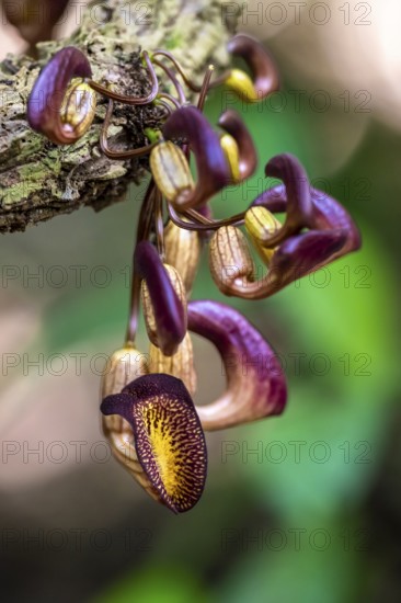 Yellow and purple flowers of an Aristolochia leuconeura, climbing plant, Carara National Park,