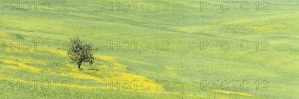 Mulberry tree (Morus) in a field with flowering yellow broom (Genista tinctoria), Tuscany, Italy,