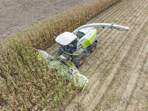 A forage harvester on a maize field, maize harvest, silage, forage maize, fodder for dairy cows,