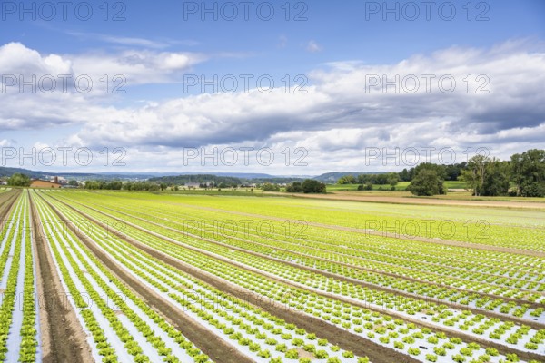 Young lettuce growing in a field, lettuce cultivation, vegetable cultivation, cultivation of