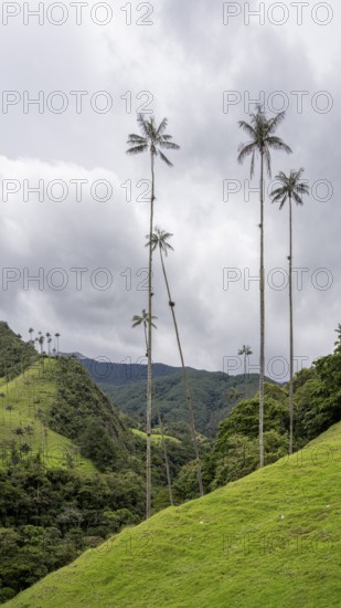 Quindio wax palm (ceroxylon quindiuense), Cocora Valley, Salento, Quindio, Colombia, South America