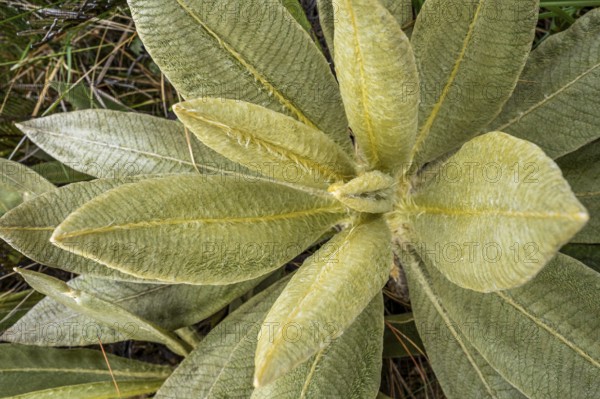 Espeletia Pycnophylla, Paramo de Gabriel Lopez, Totoro, Cauca, Colombia, South America