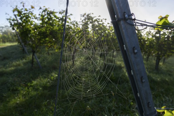 Spider web wetted by morning dew on a steel post in a vineyard, Korb-Steinreinach, Rems Valley,