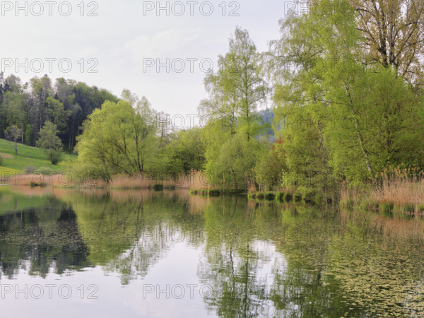 Birches and willows shedding their leaves, Türlersee, Hausen am Albis, Canton Zurich, Salix