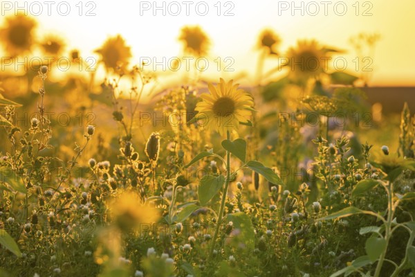 Meadow with blooming sunflowers in the golden light of a sunset, Harz Mountains, Germany, Europe