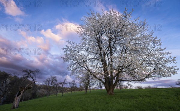 A white blossoming fruit tree in a meadow in spring, in the background more trees and forest. Blue