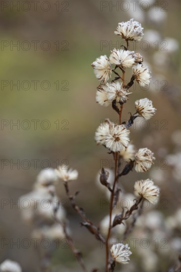 Seed stand of autumn asters (Symphyotrichum), Bayaer, Germany, Europe