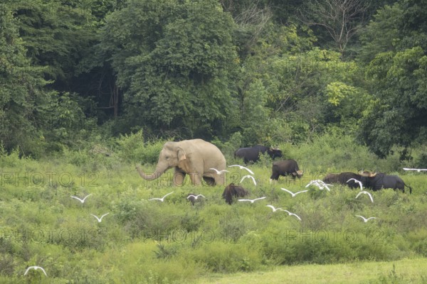 Indian elephants (Elephas maximus indicus), Khiri Khan, Hua Hin, Kui Buri National Park, Thailand,