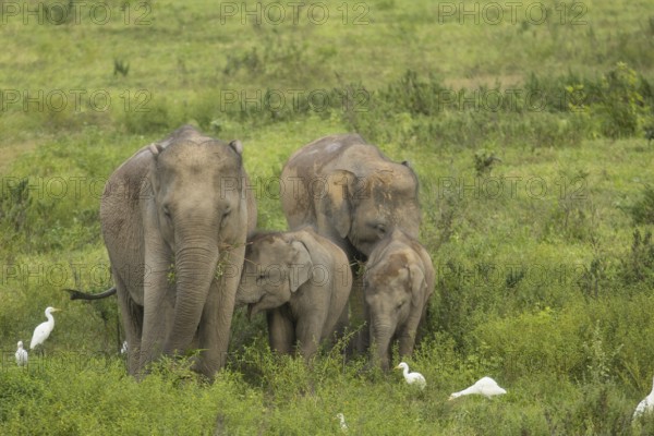 Indian elephants (Elephas maximus indicus), Khiri Khan, Hua Hin, Kui Buri National Park, Thailand,