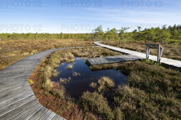 Plank path through the Black Moor, blue sky, near Fladungen, Bavarian Rhön Biosphere Reserve,
