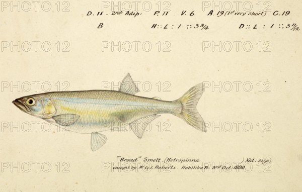 New Zealand smelt, New Zealand cucumberfish or silverfish, Retropinna retropinna, New Zealand