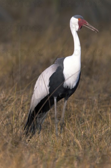 Africa, Botswana, Wattled Crane, Grus carunculatus, Botswana, Africa