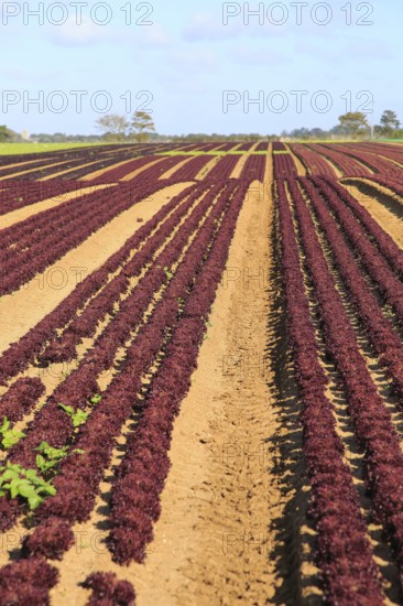 Lettuce crop growing in field, Buckanay Farm, Alderton, Suffolk, England, UK