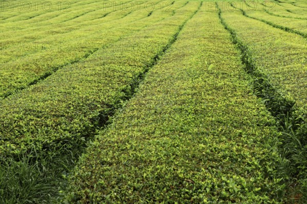 Orderly green tea plantation fields with clear lines in agriculture, tea cultivation and production