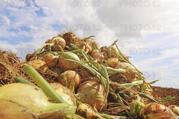 Agriculture onion harvest, the harvested onions lie in piles