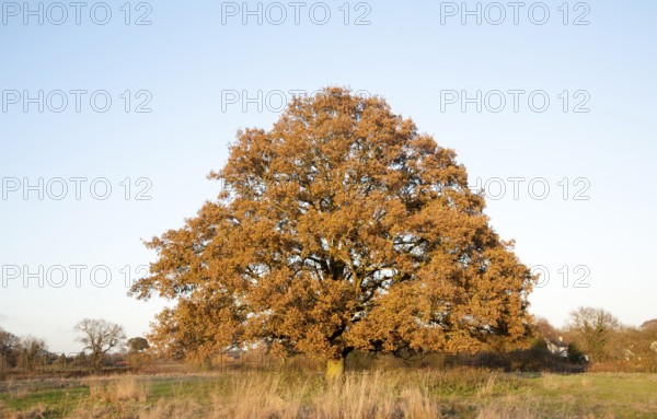 Single oak tree standing in a field in winter, Sutton, Suffolk, England, UK