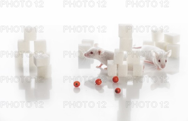 Two small white laboratory mice among sugar cubes, diabetes concept