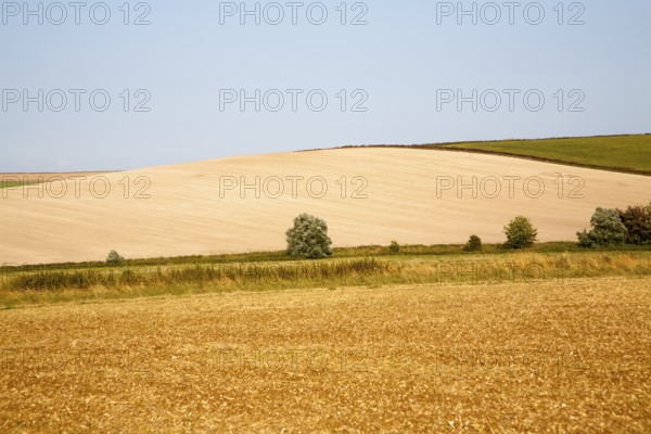 Golden yellow summer colours of fields of harvested arable crops on Waden Hill, Avebury, Wiltshire,