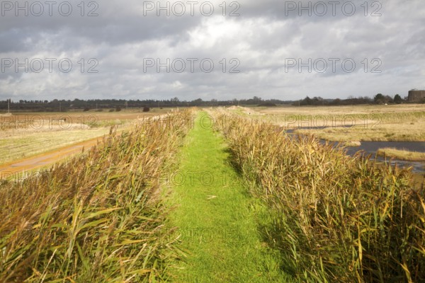 Green grass path between reeds on the flood defence sea wall near Shingle Street, Suffolk, England,